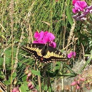 Meet your Posher, Iris